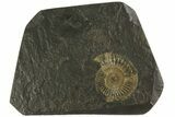 Dactylioceras Ammonite - Posidonia Shale, Germany #180341-1